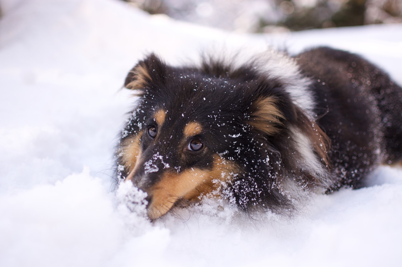 hund Schnee - winterliche Ernährung
