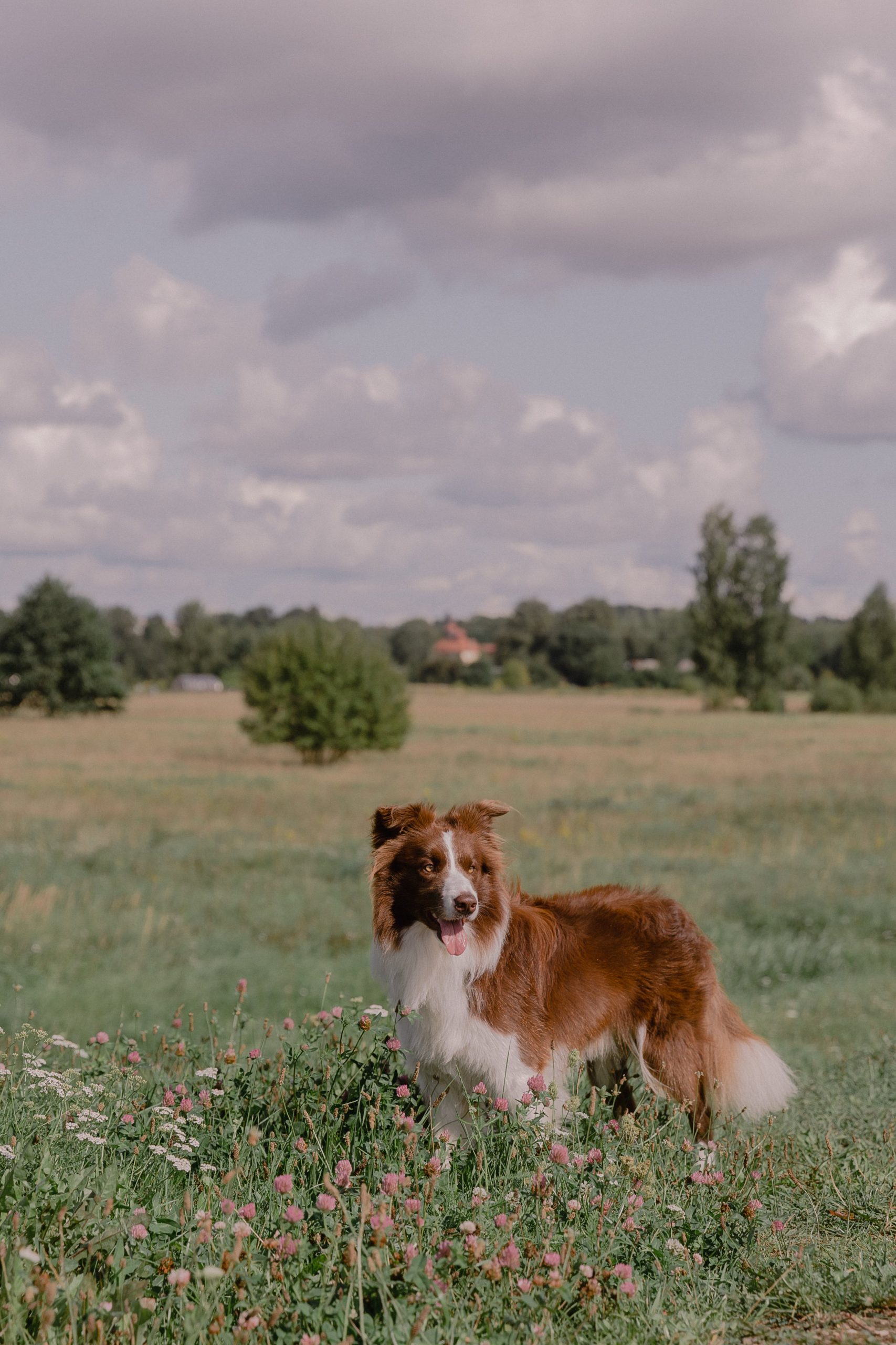 Hunde Freilauf