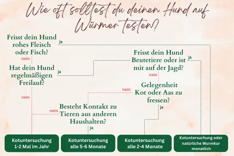 empfohlene Häufigkeit Wurmkur beim Hund