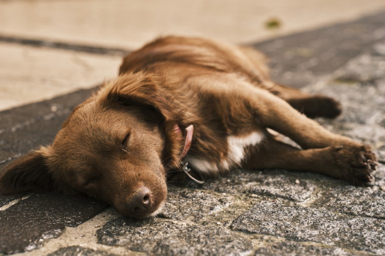 hund schlafen Ruhezone Hund