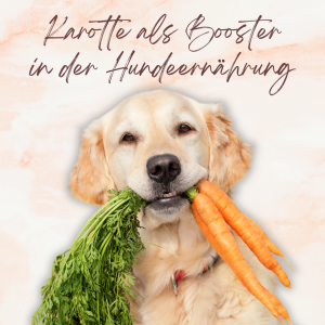 Karotte als Booster im Hundefutter