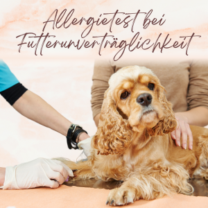 Allergietest bei Futterunverträglichkeiten