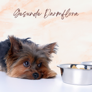 Gesunde Darmflora beim Hund