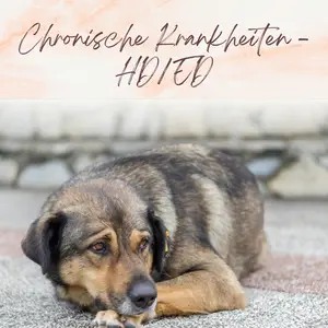 Blogbeitrag - HD und ED