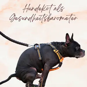 Blogbeitrag - Hundekot