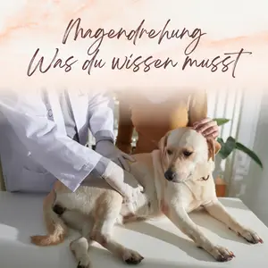 Blogbeitrag - Magendrehung