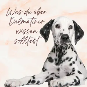 Blogbeitrag - Rassebild Dalmatiner