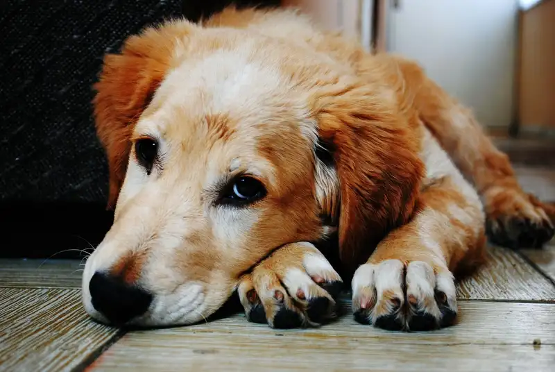 Hund traurig | Probleme Darmgesundheit | Giardien beim Hund