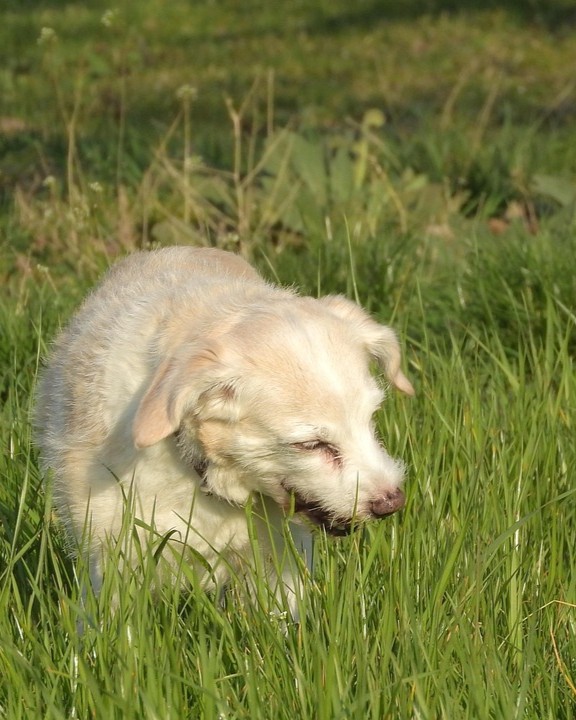 Hund grasfressen gestörte Darmflora beim Hund