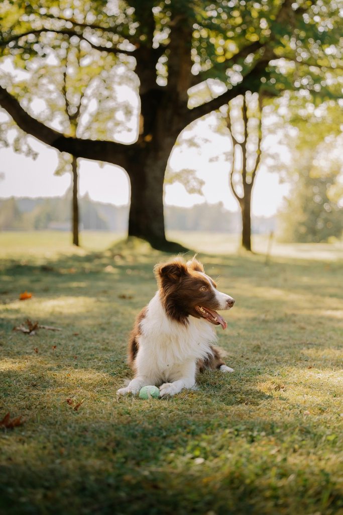 Vitaler Hund gesunde Darmflora beim Hund Sommerspaziergang Hund im Schatten