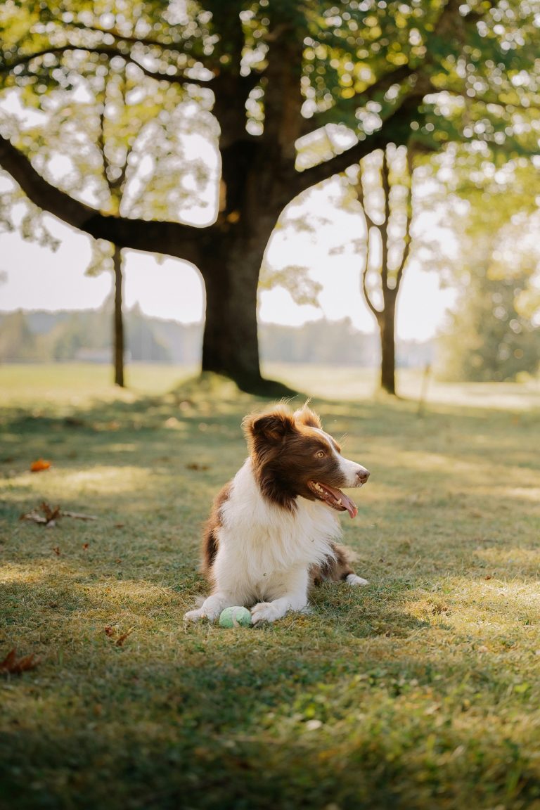 Vitaler Hund gesunde Darmflora beim Hund Sommerspaziergang Hund im Schatten