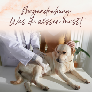 Magendrehung beim Hund