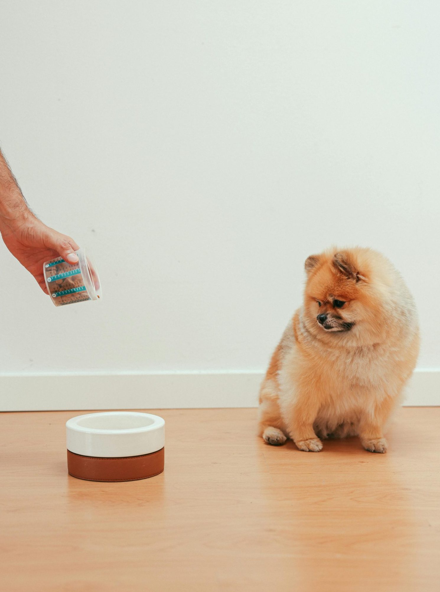Ausschlussdiät beim Hund