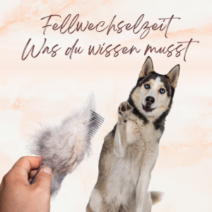 Was du über den Fellwechsel wissen solltest