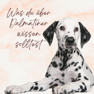 Was du über Dalmatiner wissen solltest