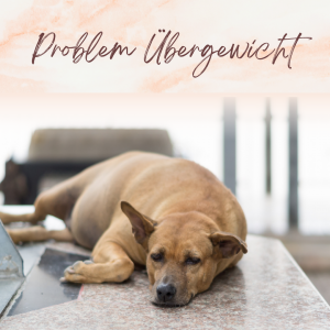 Problemfall Übergewicht beim Hund