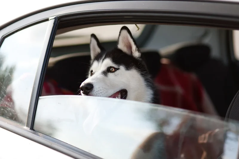 Hund im Auto - Reiseapotheke für Hunde an Board
