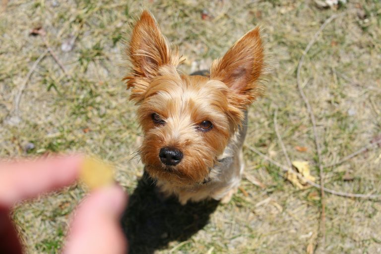 DIY Leckerchen für Hunde - Snacks im Urlaub