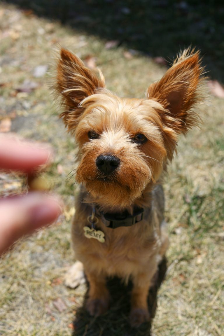 DIY Leckerchen für Hunde