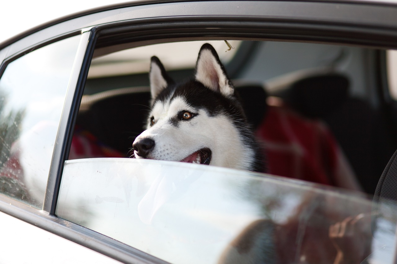 Abkühlung für den Hund bei Reisen im Auto
