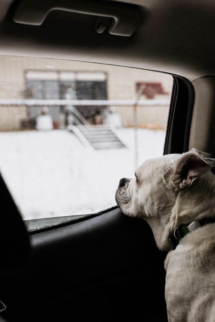 Mit Hund unterwegs - Reiseapotheke für den Hund - Reisestress beim Hund