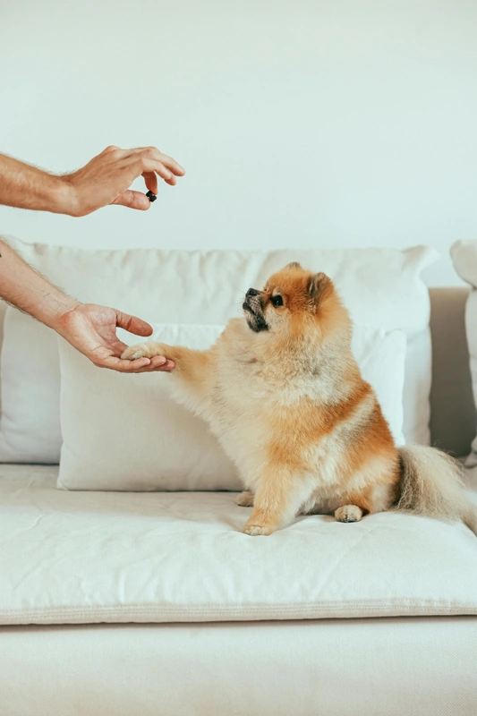 Hund Leckerli
