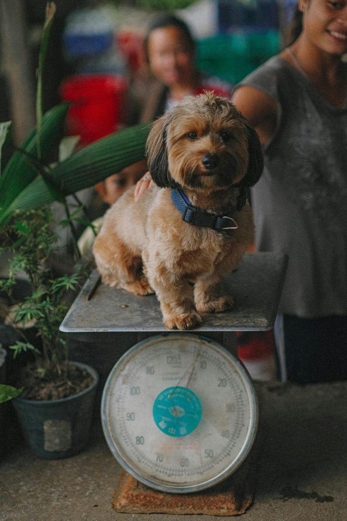 Hund wiegen - Übergewicht beim Hund