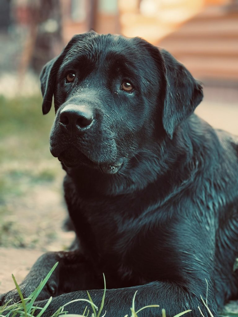 Übergewicht beim Hund