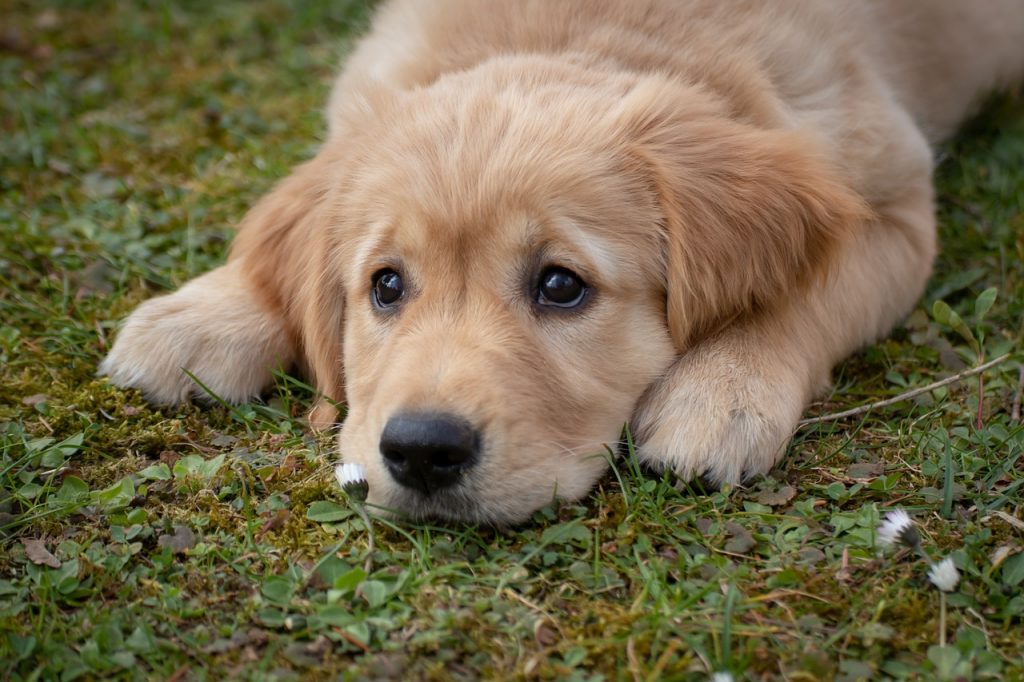Hund pullern Blasenentzündung beim Hund