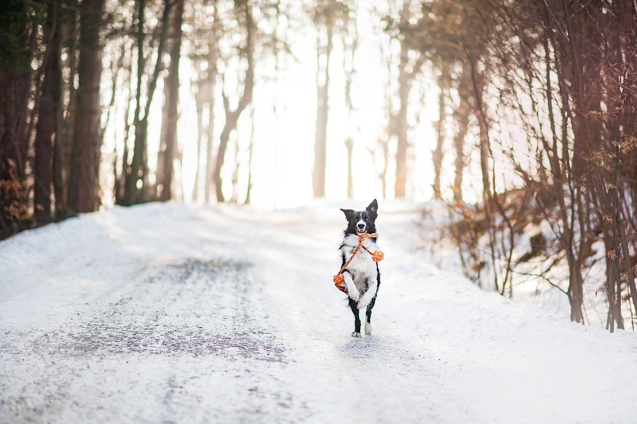 Hund mit Spielzeug im Schnee