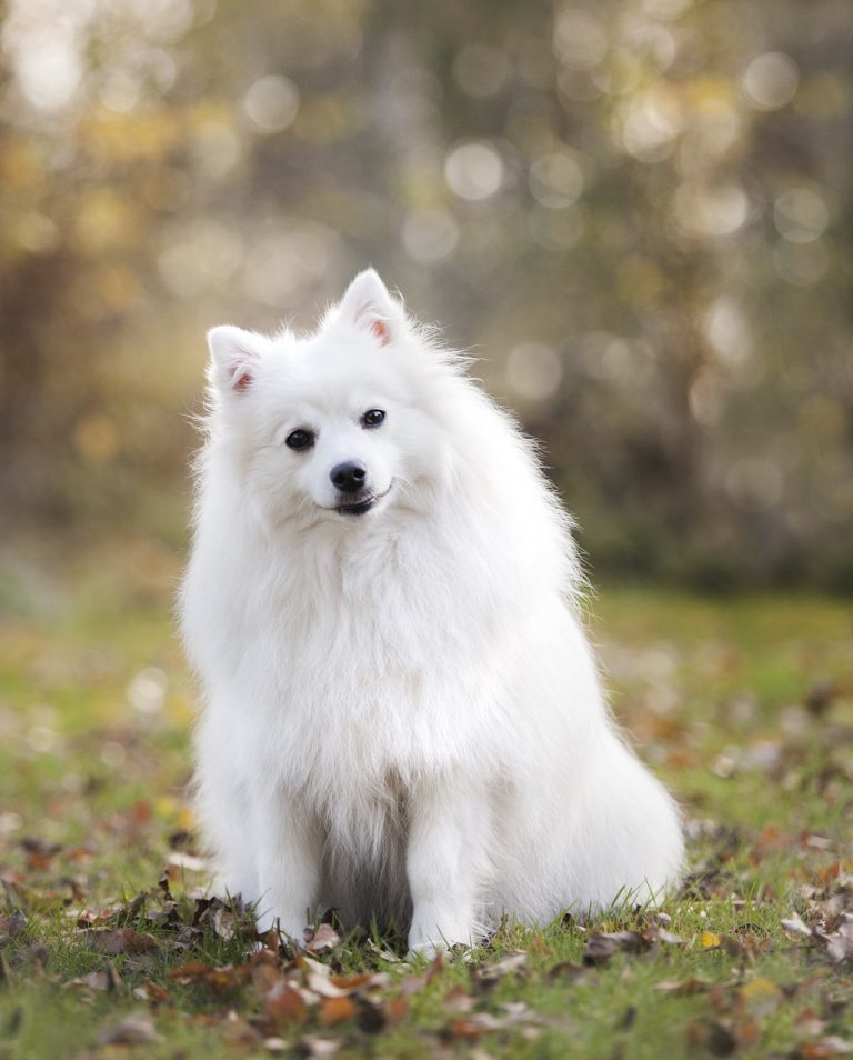 Hund Sommer Fellwechsel Fellpflege