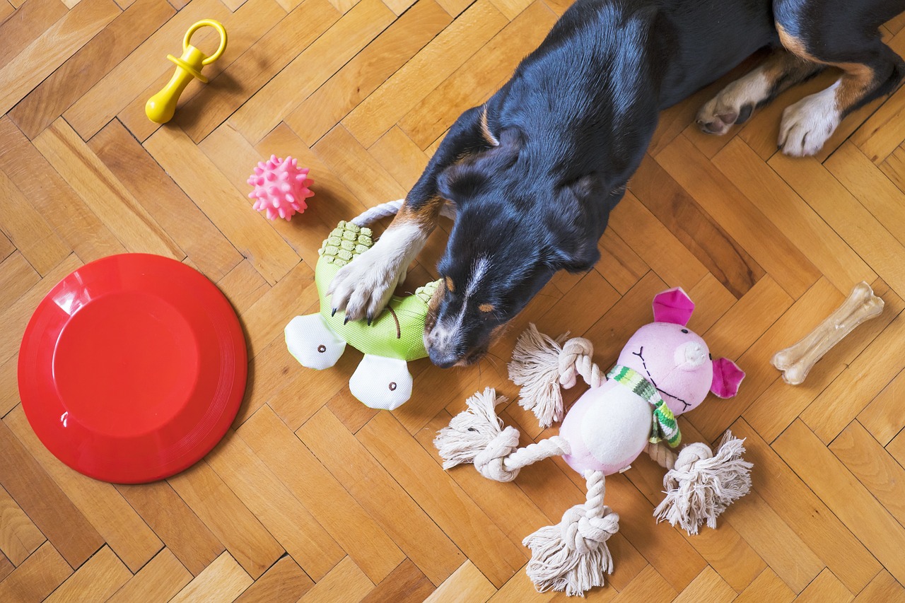 Hund mit Spielzeug drinnen, Bewegung und Aktivität für den Hund im Winter