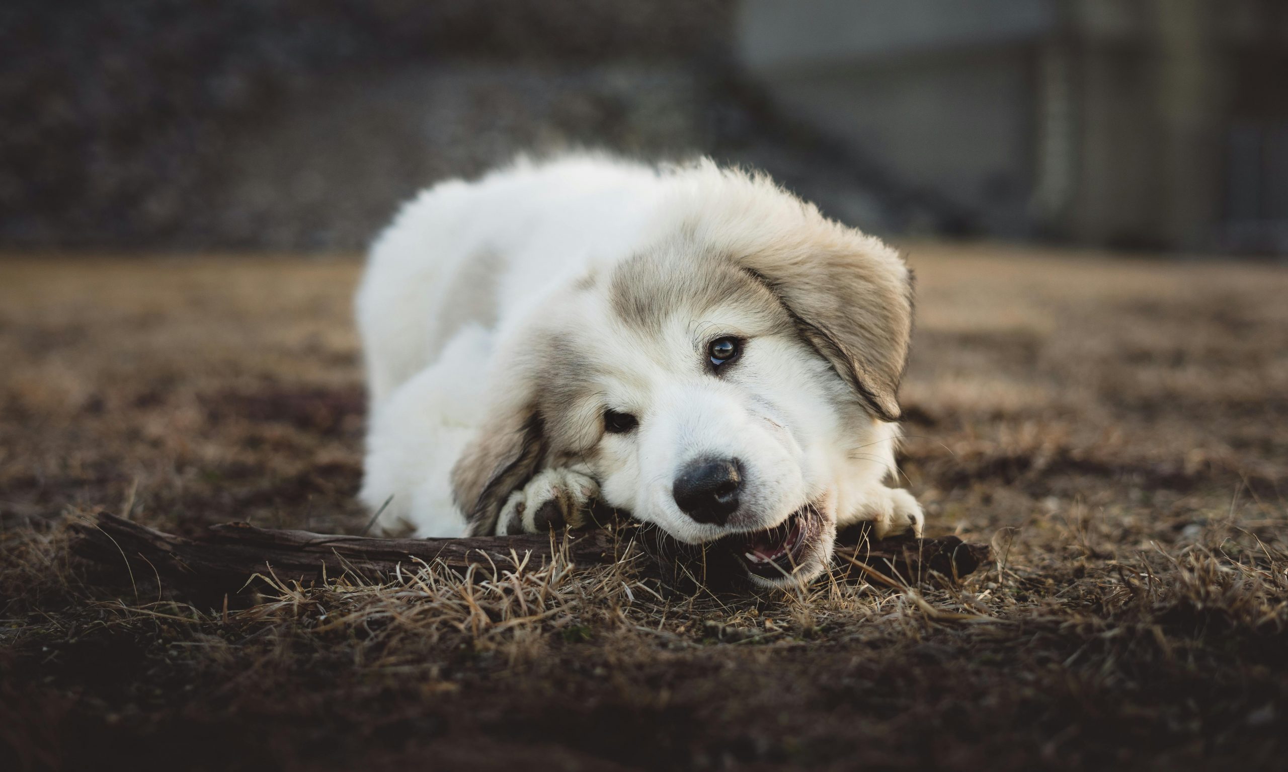 Hund kauen an Wurzel