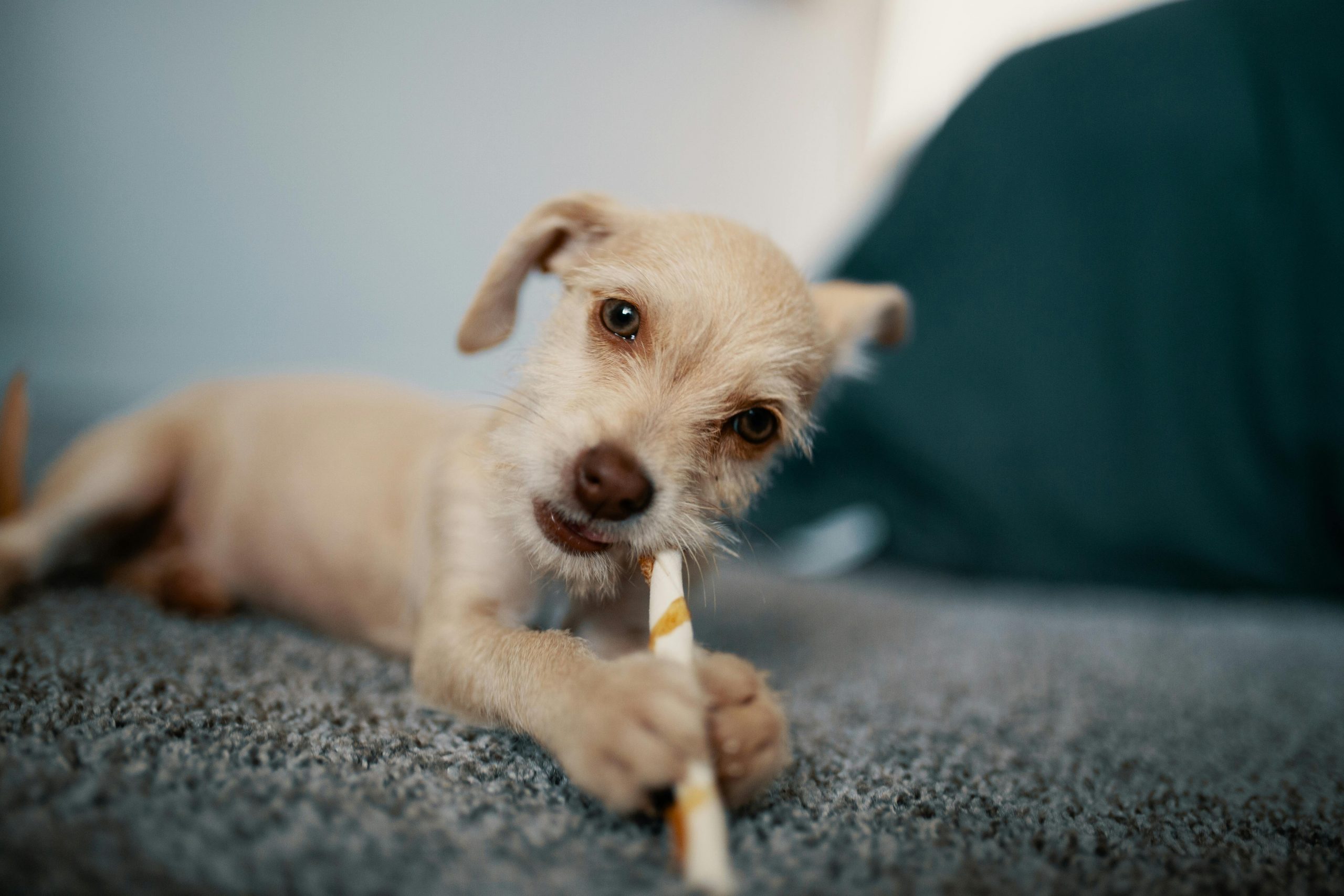 Hund kauen als Zahnvorsorge