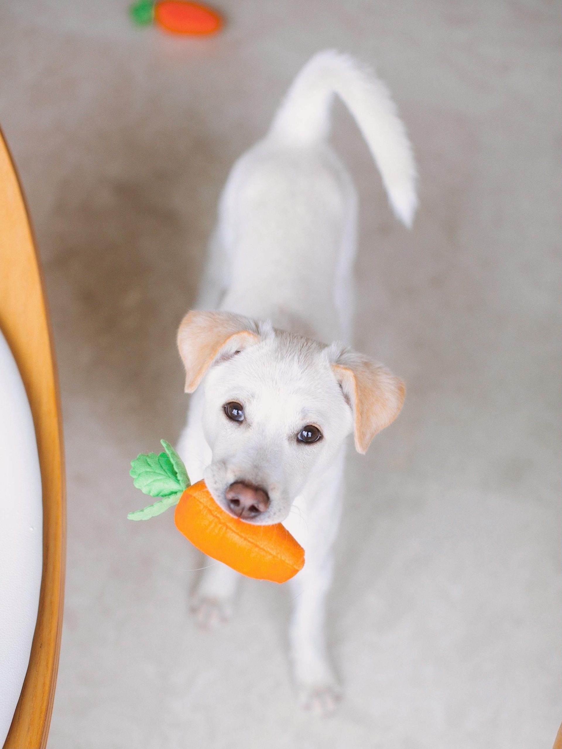 Hund mit Karotte gesunder Snack für die Zähne