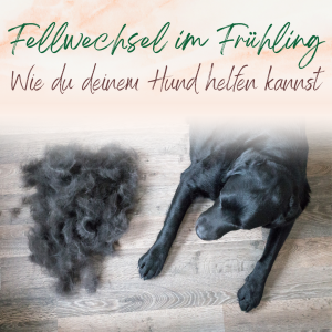 Fellwechel im Frühling