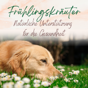 Frühlingskräuter für den Hund