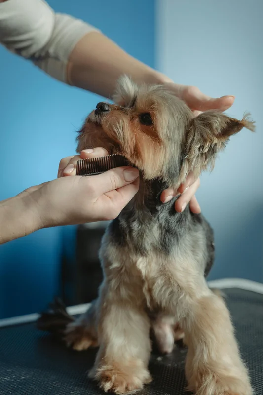 Hund beim Friseur zur Fellpflege gegen stumpfes Fell