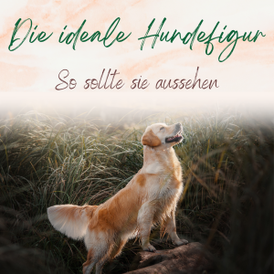 Die ideale Figur beim Hund