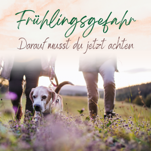Frühlingsgefahren für den Hund