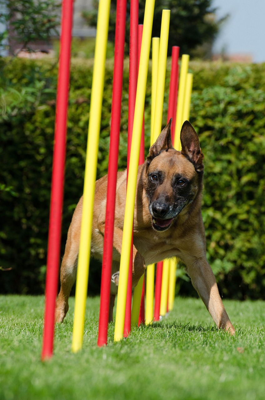 Hund agility aktiver Hund
