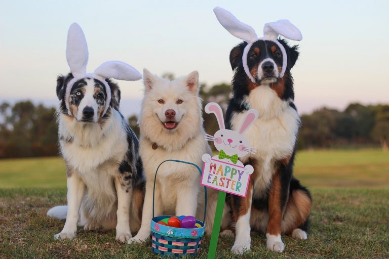 Ostern mit Hund