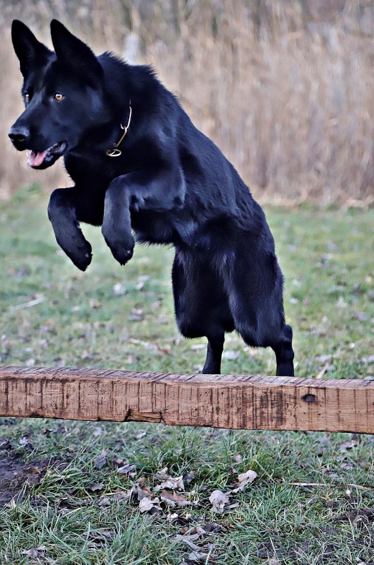 Hund agility aktiver Hund