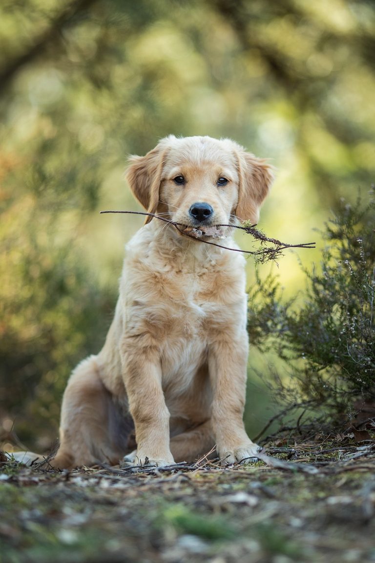 Unterwegs mit Hunden Frühling - Welpeneinzug