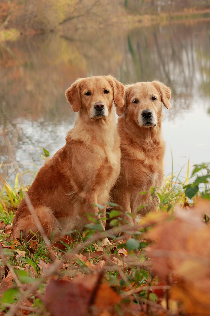 Unterwegs mit Hunden Frühling