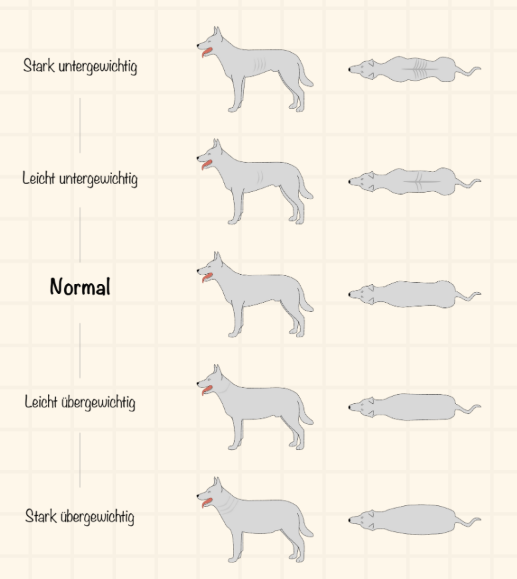 Ideale Hundefigur
