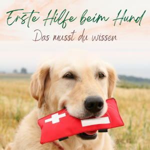 Erste Hilfe beim Hund - Hundeapotheke Reiseapotheke