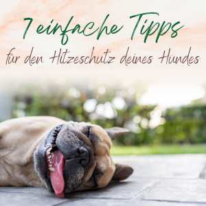 Hitzeschutz Hund Sommer