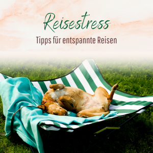 Reisestress beim Hund vermeiden