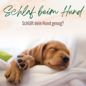 Schlaf beim Hund